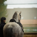 Barockes Reiten mit Richard Hinrichs - Feb. 2012