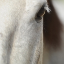 M.Alea .. wie er halt ist :-)