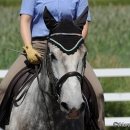 Reitkurs mit Desmond O’Brien - 2012