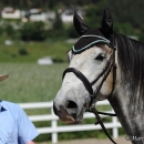 Reitkurs mit Desmond O’Brien - 2012