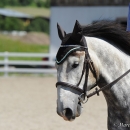 Reitkurs mit Desmond O’Brien - 2012