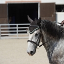 Reitkurs mit Desmond O’Brien - 2012