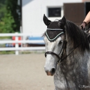Reitkurs mit Desmond O’Brien - 2012