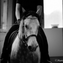 Barockes Reiten mit Richard Hinrichs - September 2012