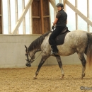 Barockes Reiten mit Richard Hinrichs - September 2012