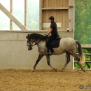 Barockes Reiten mit Richard Hinrichs - September 2012