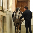 Barockes Reiten mit Richard Hinrichs - September 2012