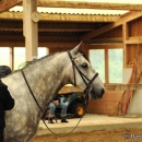 Barockes Reiten mit Richard Hinrichs - September 2012
