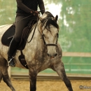 Barockes Reiten mit Richard Hinrichs - September 2012