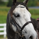 Reitkurs mit Desmond O’Brien - 2012