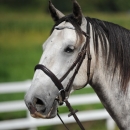 Reitkurs mit Desmond O’Brien - 2012