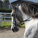 Reitkurs mit Desmond O’Brien - 2012