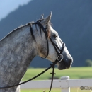 Reitkurs mit Desmond O’Brien - 2012