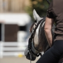 Reitkurs mit Desmond O’Brien - 2012