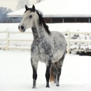 Winter 2012