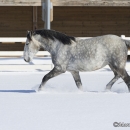 Schneegestöber 2013