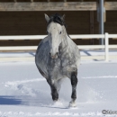 Schneegestöber 2013