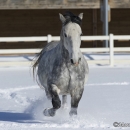 Schneegestöber 2013