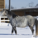Schneegestöber 2013