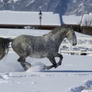 Schneegestöber 2013