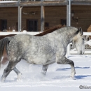Schneegestöber 2013