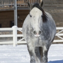 Schneegestöber 2013