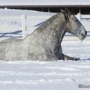 Schneegestöber 2013