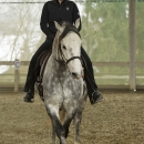 Barockes Reiten mit Richard Hinrichs - März 2013