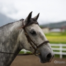 Reitkurs mit Desmond OBrien - Juni 2013