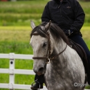 Reitkurs mit Desmond OBrien - Juni 2013