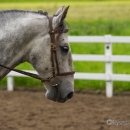 Reitkurs mit Desmond OBrien - Juni 2013