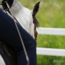 Reitkurs mit Desmond OBrien - Juni 2013