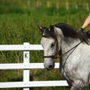 Reitkurs mit Desmond OBrien - September 2013