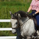 Reitkurs mit Desmond OBrien - September 2013