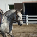 Reitkurs mit Desmond OBrien - September 2013