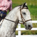Reitkurs mit Desmond OBrien - September 2013