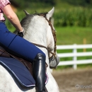 Reitkurs mit Desmond OBrien - September 2013