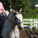 Reitkurs mit Desmond OBrien - September 2013