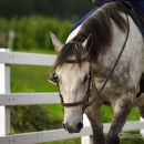 Reitkurs mit Desmond OBrien - September 2013