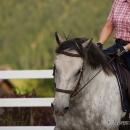 Reitkurs mit Desmond OBrien - September 2013