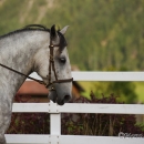 Reitkurs mit Desmond OBrien - September 2013