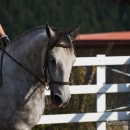 Reitkurs mit Desmond OBrien - September 2013