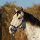 Maestoso Alea - Dezember 2013
