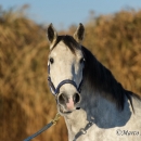 Maestoso Alea - Dezember 2013