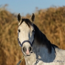 Maestoso Alea - Dezember 2013
