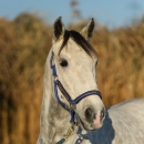 Maestoso Alea - Dezember 2013
