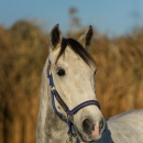 Maestoso Alea - Dezember 2013