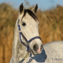 Maestoso Alea - Dezember 2013