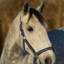 Maestoso Alea - Dezember 2013