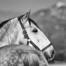 Maestoso Alea - Dezember 2013